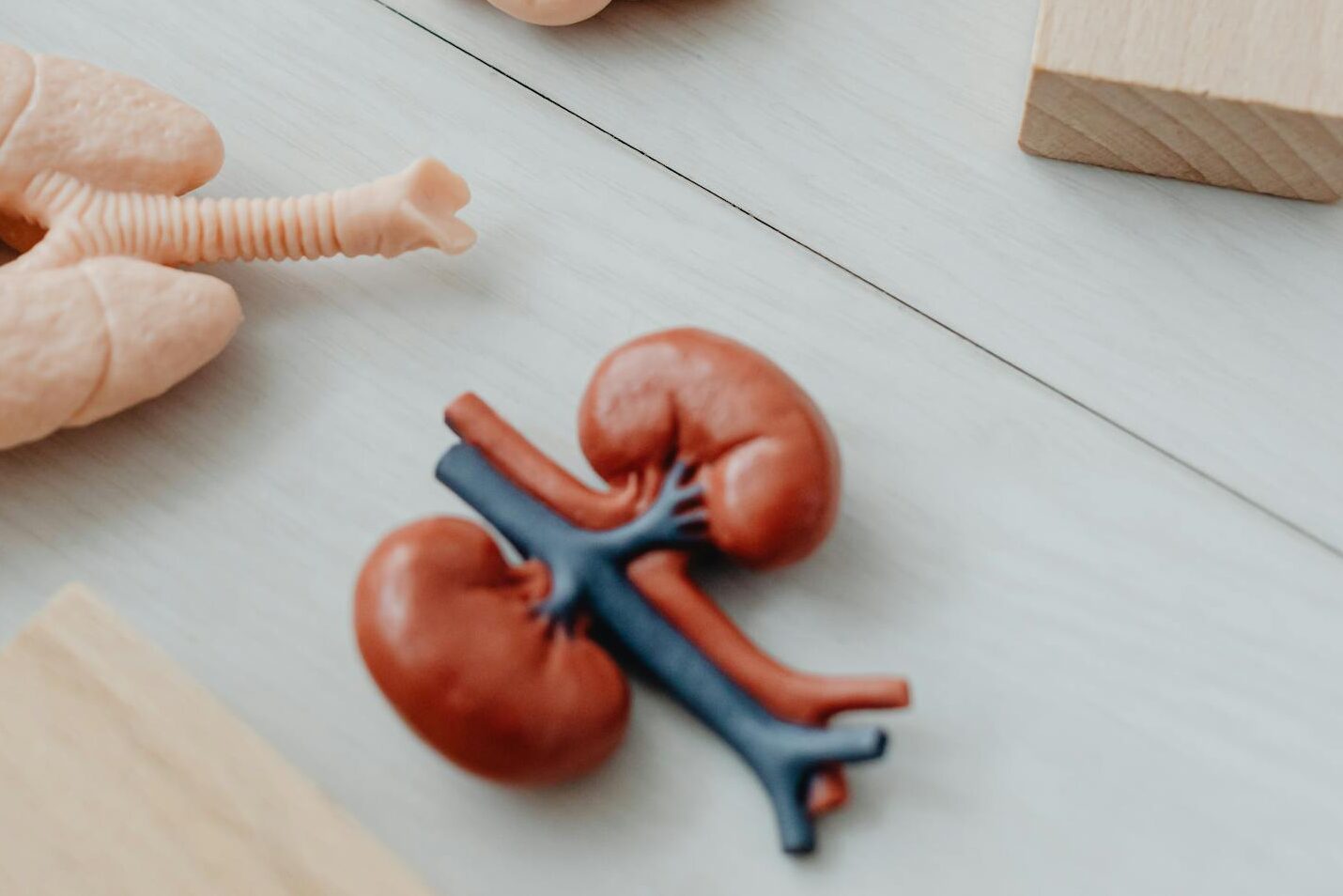 Close-up of anatomical organ models with wooden blocks, ideal for learning.